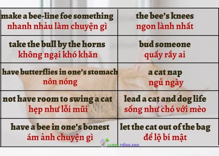 20 thành ngữ tiếng Anh về các loài động vật (Phần 2)